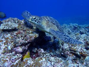 海の中は良き。
ウミガメの頭の上にいる魚かわええ