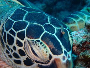 海の中は良き。
ウミガメの頭の上にいる魚かわええ