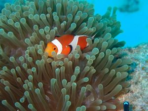 海の中は良き。
ウミガメの頭の上にいる魚かわええ