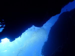 海の中は良き。
ウミガメの頭の上にいる魚かわええ