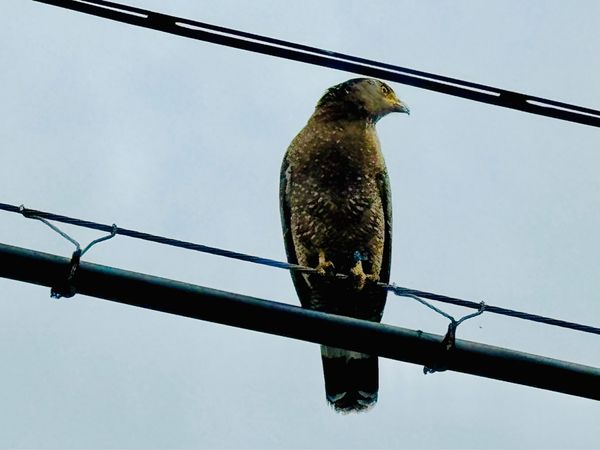 日本・沖縄県「石垣島ダイビング旅行」の写真：カンムリワシだー！！！