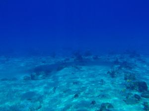 Playa del Carmenのプール付きの宿に泊まり、ビーチで泳いだり...