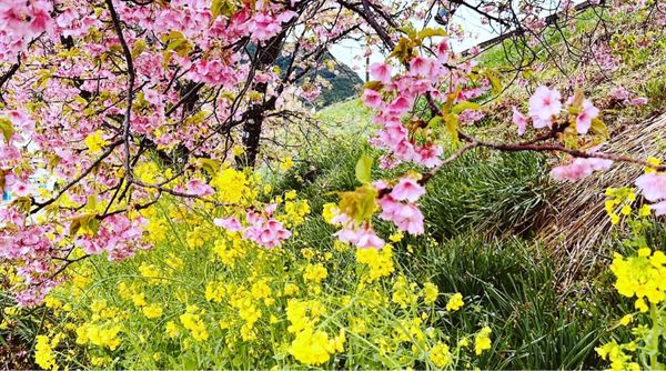 日本・静岡県「河津桜」の写真