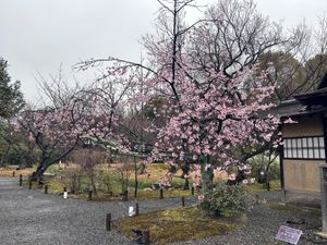 渉成園へ…とても素敵な庭園でした。
予報より気温が上がらず桜もつぼみでがっ...