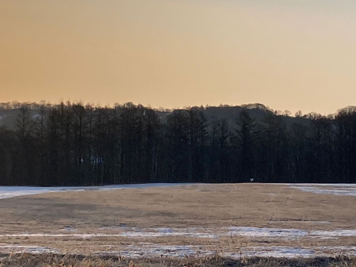 もう時期はずれではあったようだが、せっかくなので早朝から丹頂鶴探し
なんと...