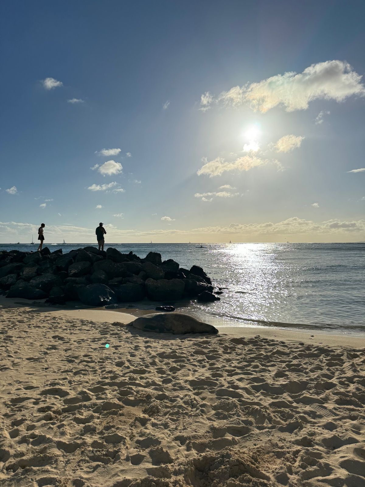 ワイキキビーチにアザラシがねっ転がっていた。
絶滅危惧種みたいで周りにはロ...