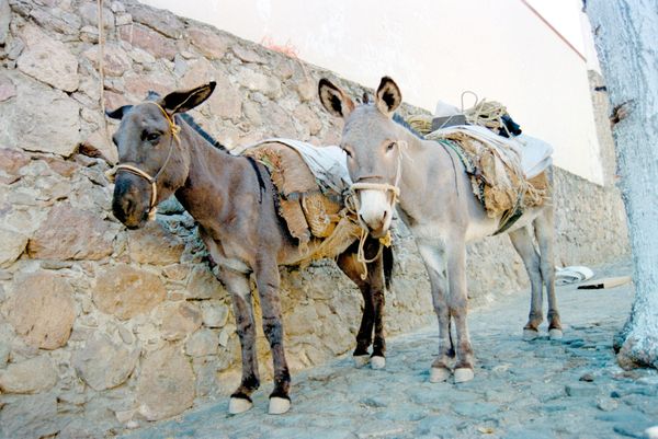 メキシコ・メキシコシティ「メキシコ」の写真