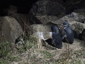 野生のブルーペンギンたち