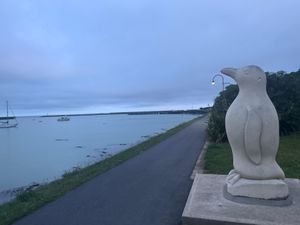 野生のブルーペンギンたち