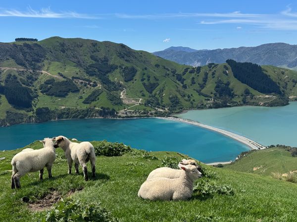 ニュージーランド・Auckland「 NZの旅」の写真：Cable Bay
