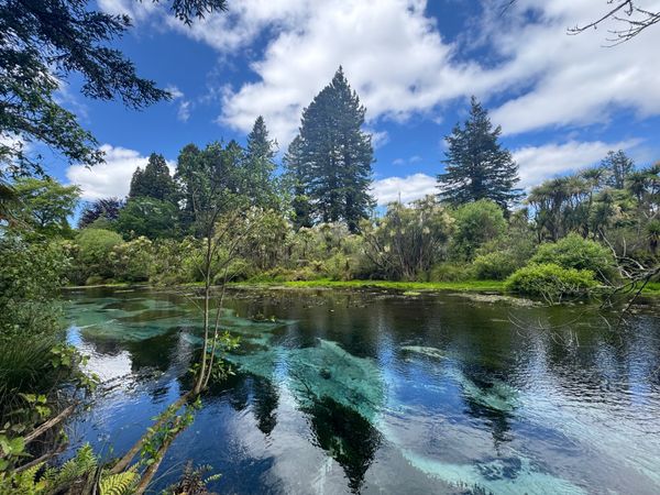 ニュージーランド・Auckland「 NZの旅」の写真：水の綺麗さ
迫力のあるレッドウッド
色々...