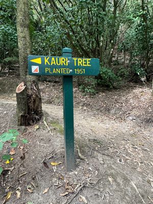 “Centre of New Zealand “の途中、
KAURI TR...