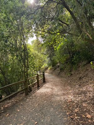 “Centre of New Zealand “の途中、
KAURI TR...