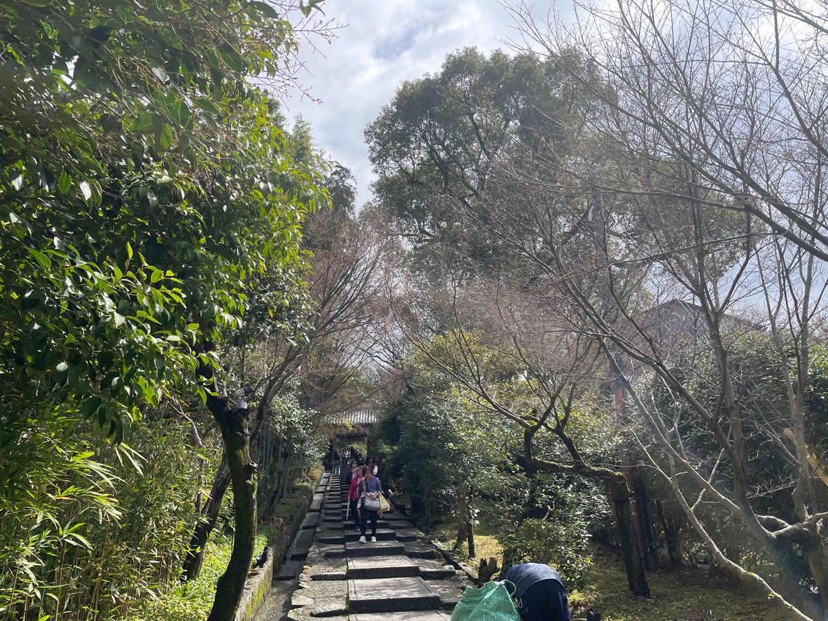 高台寺の枝垂れ桜は三分咲きかな