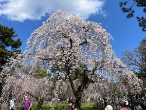 京都御苑の枝垂れ桜。ソメイヨシノはまだ蕾でしたが、こちらはほぼ満開でした。