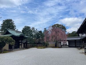 高台寺の枝垂れ桜は三分咲きかな