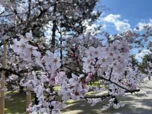 京都御苑の枝垂れ桜。ソメイヨシノはまだ蕾でしたが、こちらはほぼ満開でした。