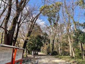 最後は出町柳から糺の森を歩いて下鴨神社へ。