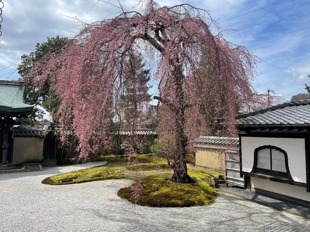 高台寺の枝垂れ桜は三分咲きかな