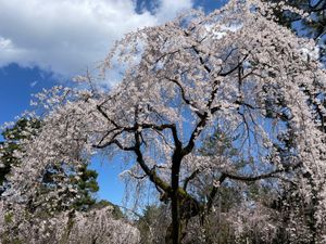 京都御苑の枝垂れ桜。ソメイヨシノはまだ蕾でしたが、こちらはほぼ満開でした。