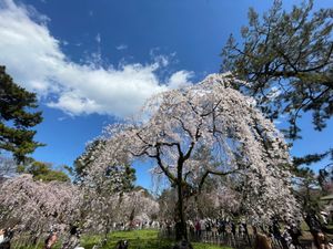 京都御苑の枝垂れ桜。ソメイヨシノはまだ蕾でしたが、こちらはほぼ満開でした。