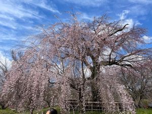 円山公園と八坂神社。