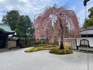 高台寺の枝垂れ桜は三分咲きかな