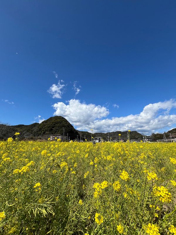 日本・静岡県「春を探す旅」の写真