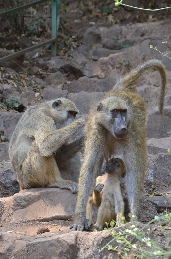 ザンビア「ザンビア」の写真
