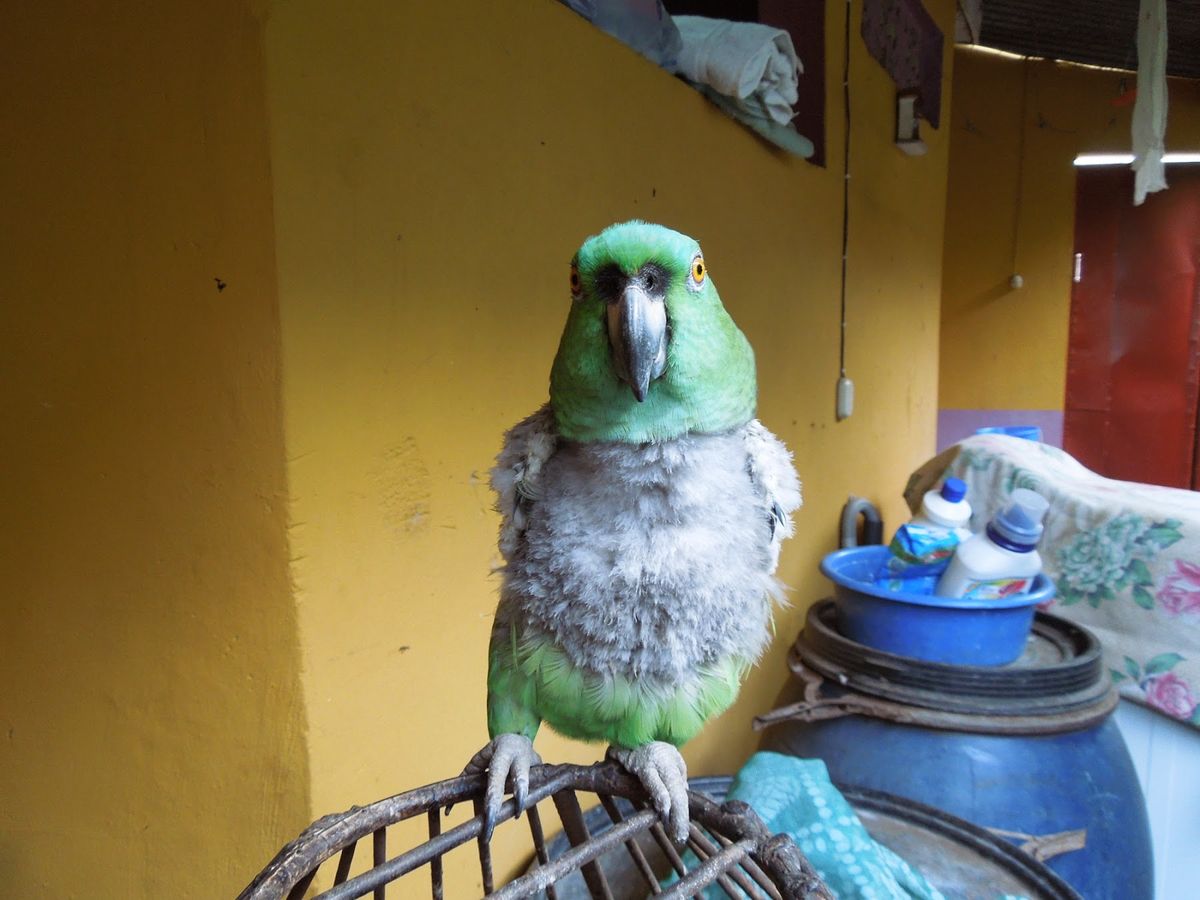 メキシコからニカラグアへフライト。同行の友人が以前からスペイン語をオンライ...