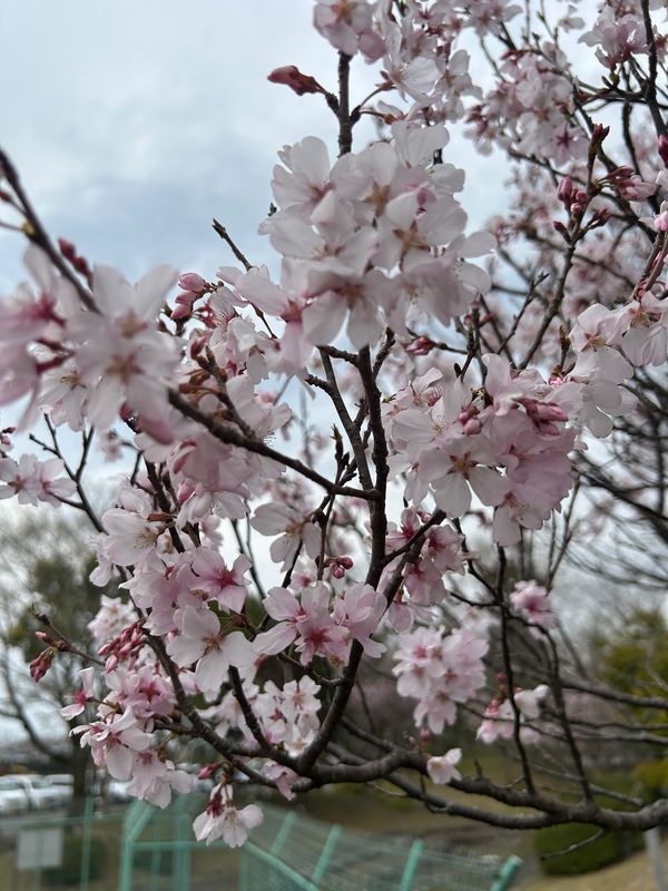 日本・岐阜県「花見」の写真