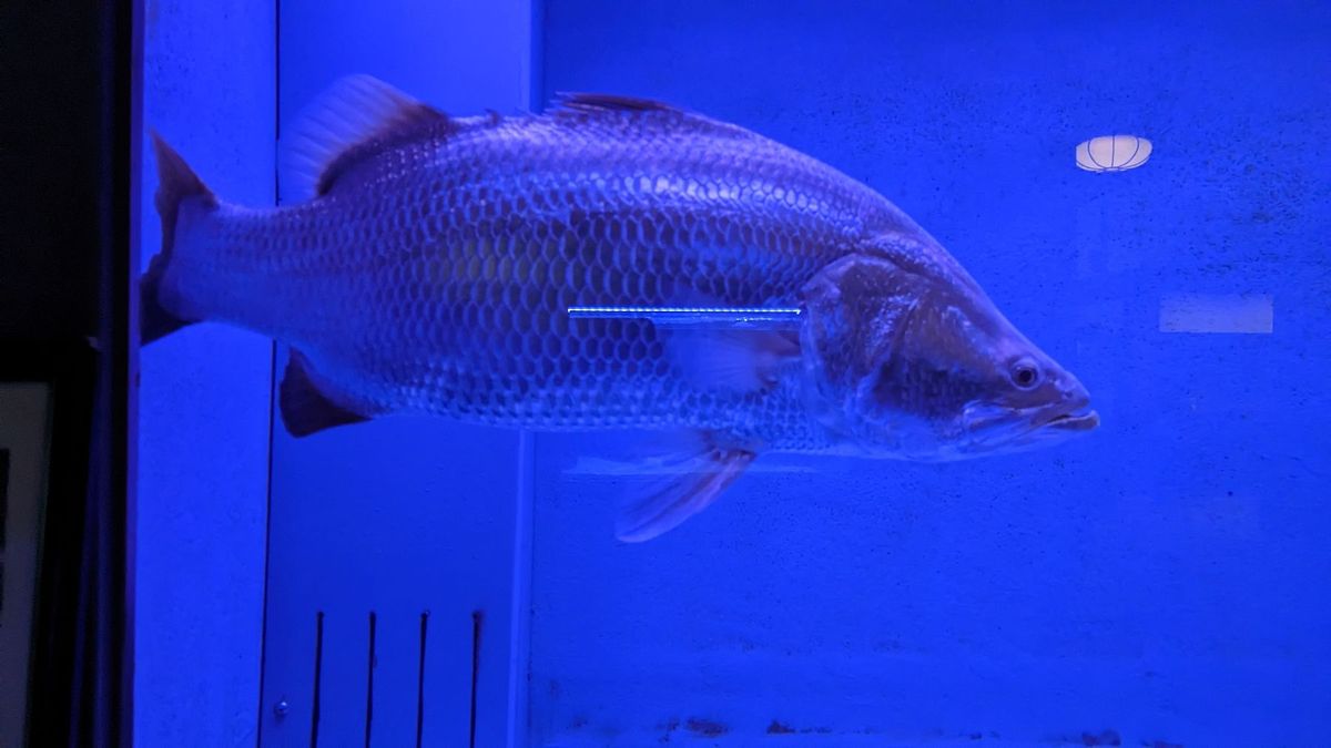 白池地獄。
こちらも足湯無し。そのかわりに淡水魚が見られる。
うーむ。