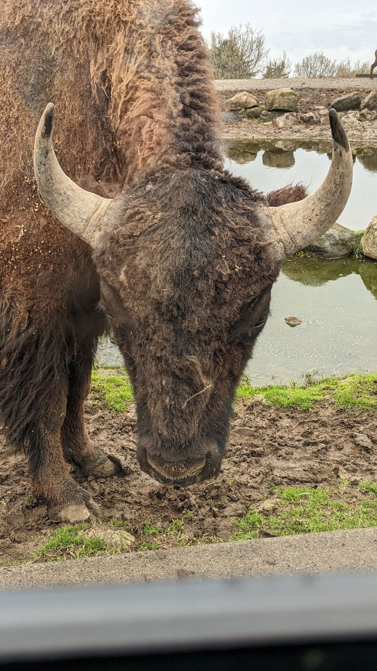 九州自然動物園 アフリカンサファリにも行った。
あいにくの雨だったがそれで...