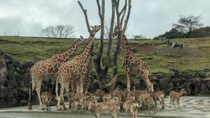 九州自然動物園 アフリカンサファリにも行った。
あいにくの雨だったがそれで...