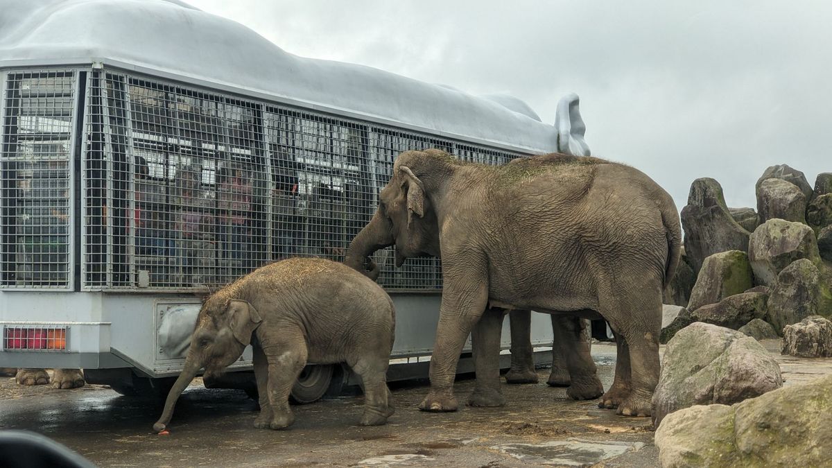 九州自然動物園 アフリカンサファリにも行った。
あいにくの雨だったがそれで...