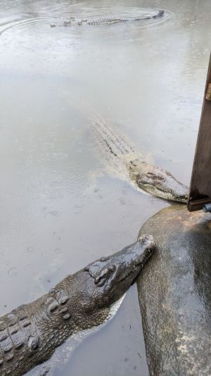 鬼山地獄。
足湯は無いがワニがいるので安易に子供ウケするかと思ったがそれほ...