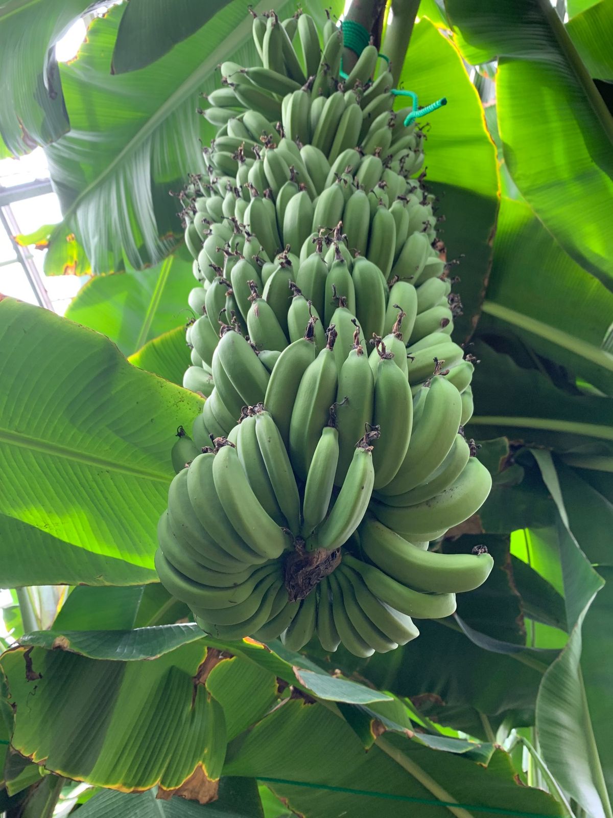 熱川バナナワニ園