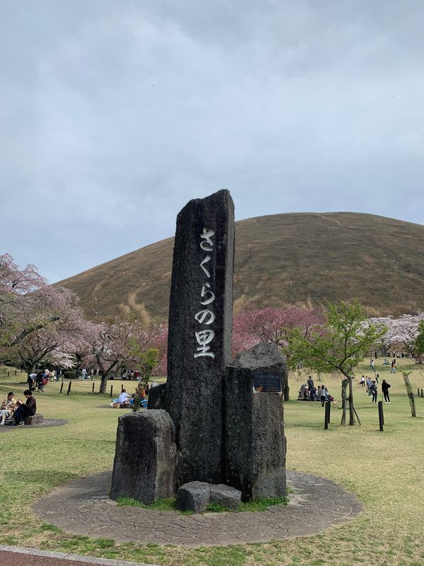 日本・静岡県「伊豆でゆったり旅」の写真：花見バスツアー🚌🌸