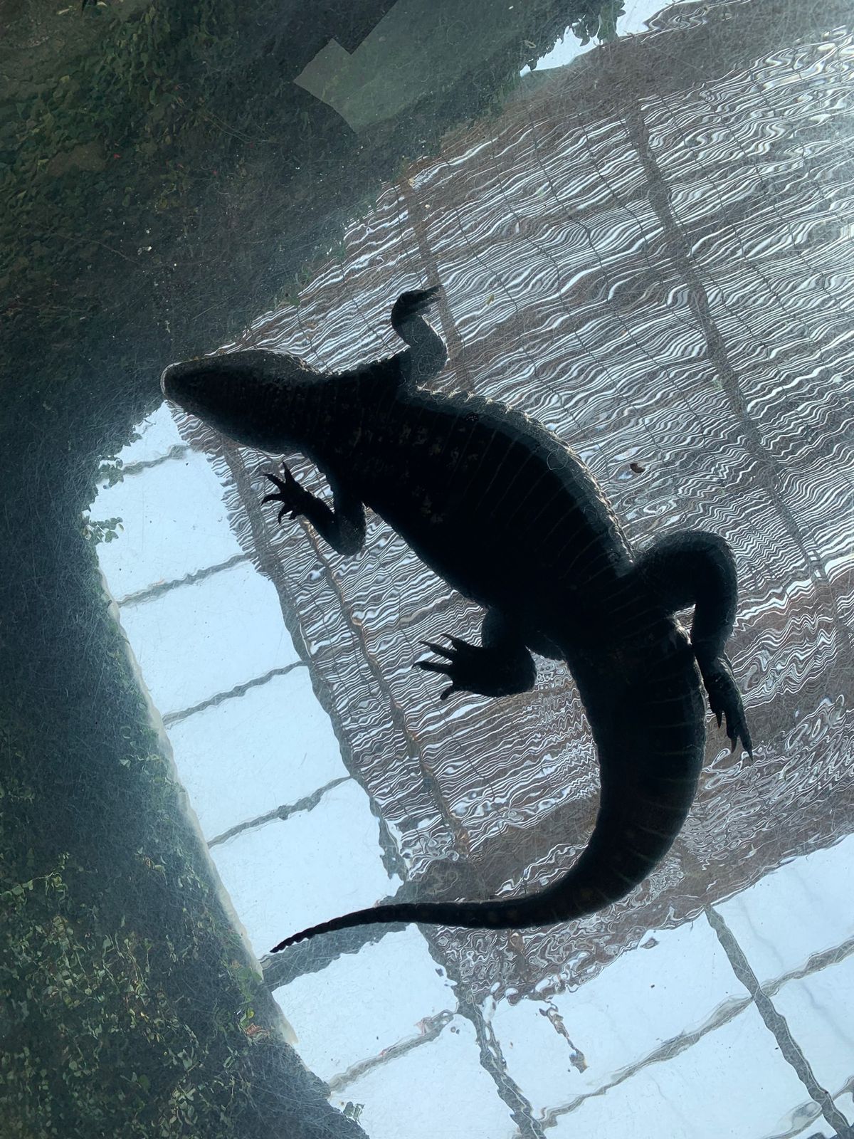 熱川バナナワニ園