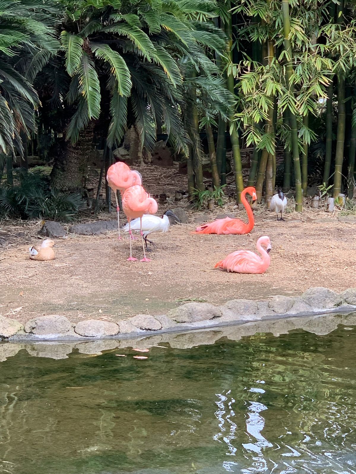熱川バナナワニ園