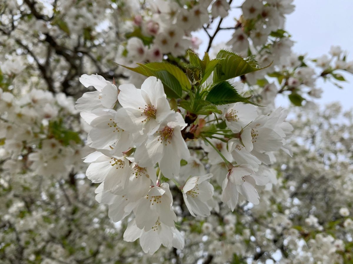 花見バスツアー🚌🌸