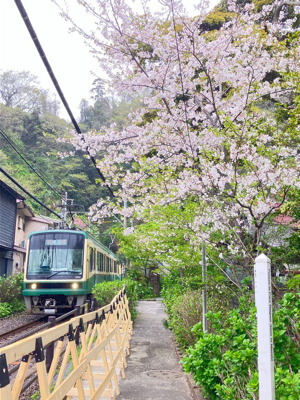 日本「鎌倉」の写真：江ノ電と桜🌸