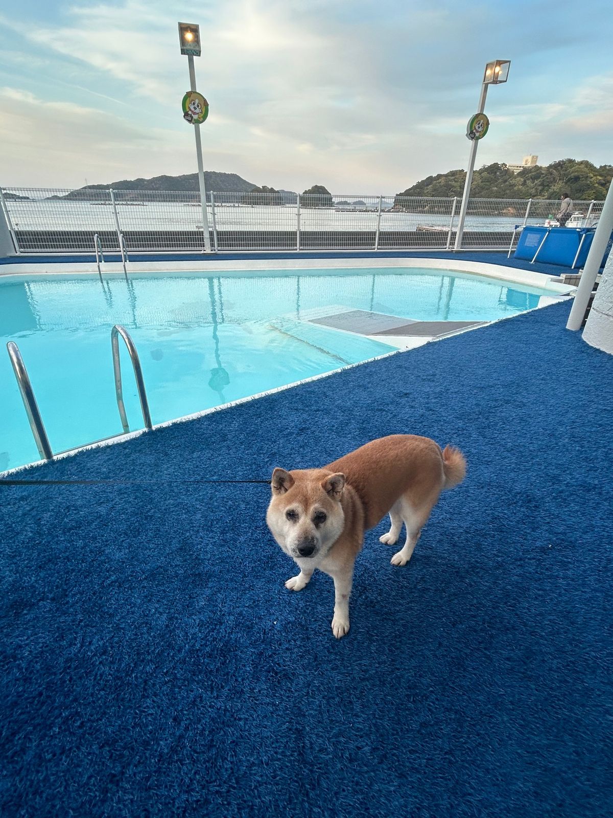 鳥羽わんわんパラダイスに宿泊。客室はオーシャンビュー、レストラン含め館内は...