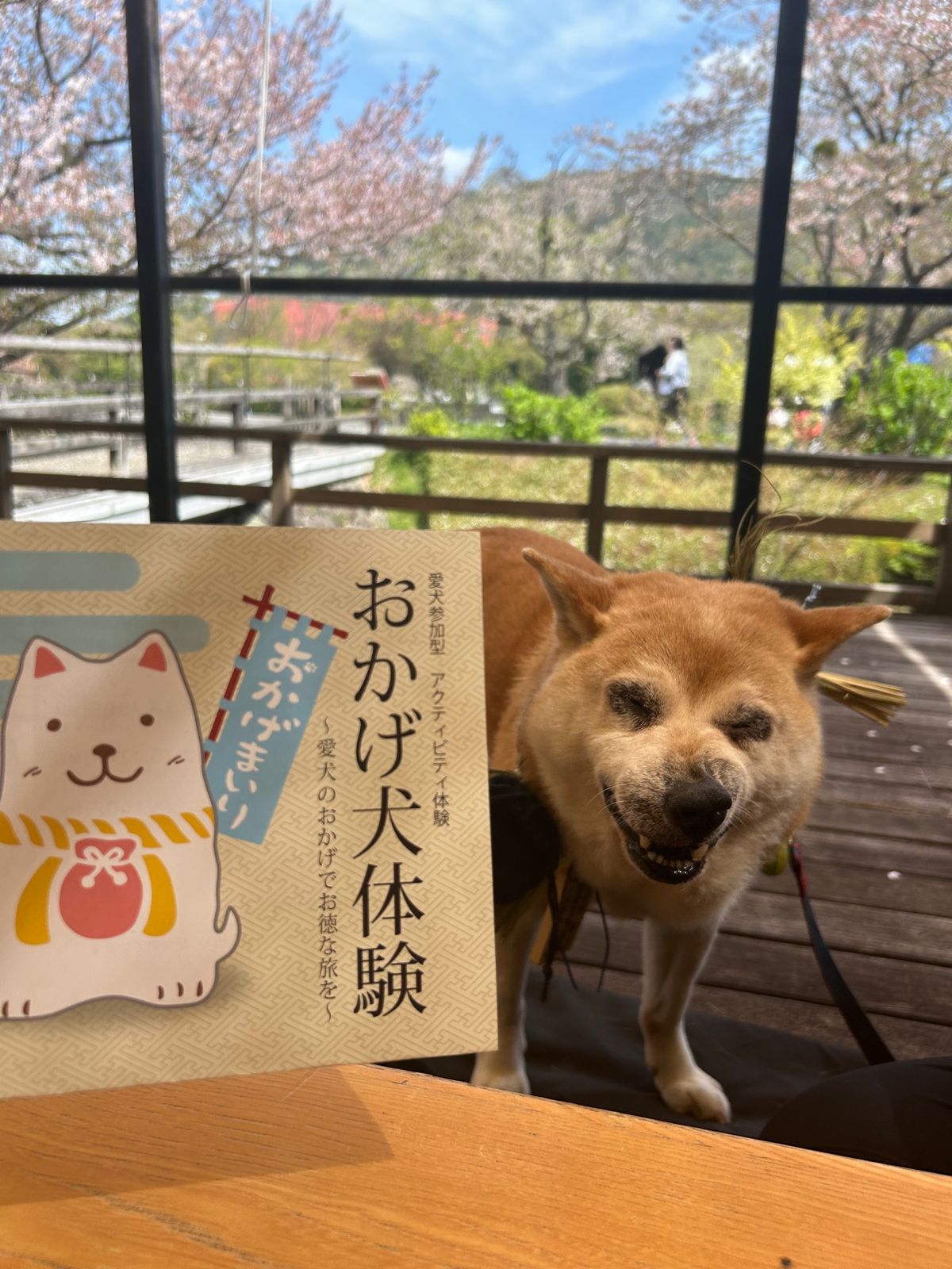 おかげ犬さんになりました🐕