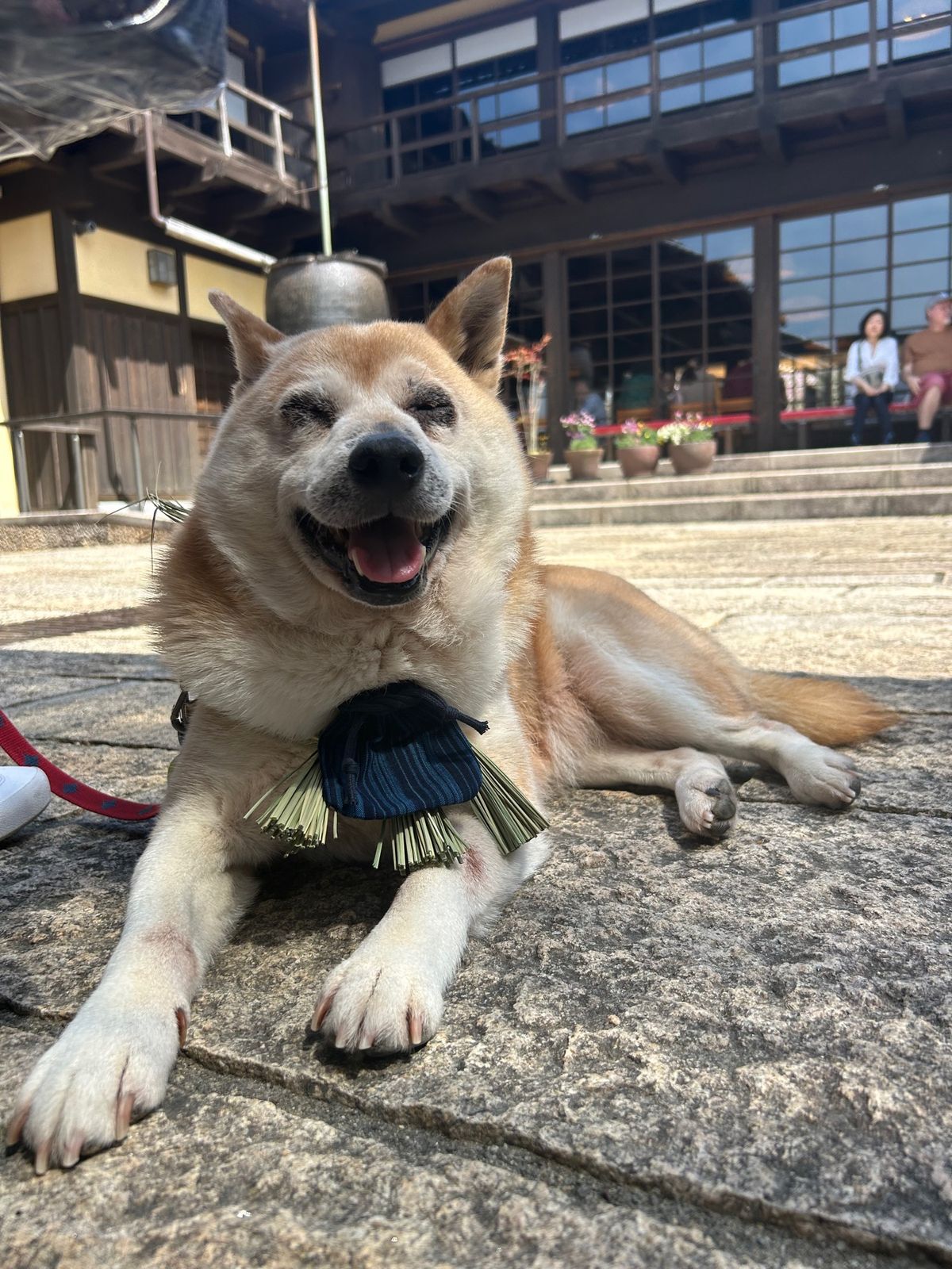 おかげ犬さんになりました🐕