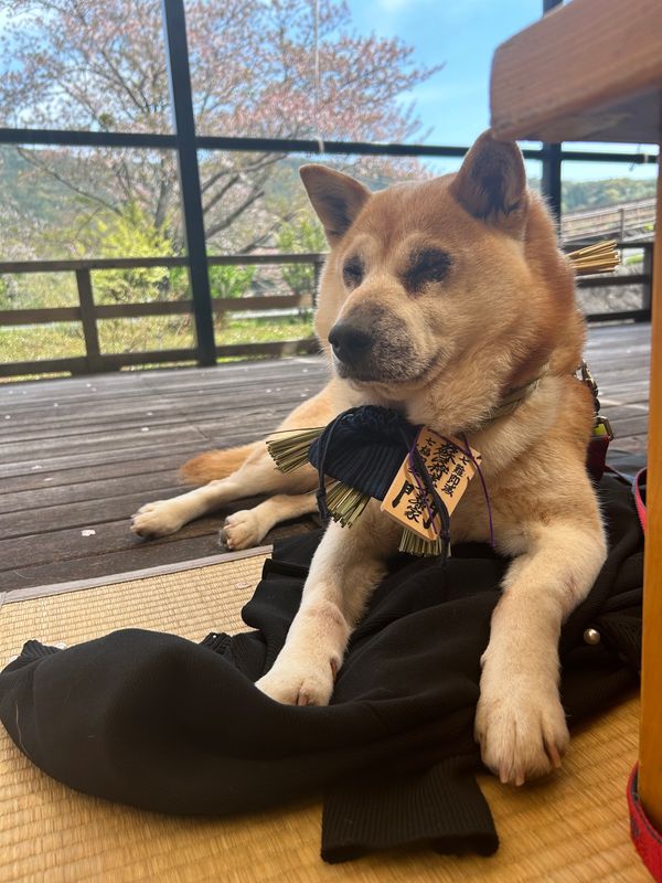 日本・伊勢神宮「ワンコと一緒にお伊勢さん参り🐕」の写真：おかげ犬さんになりました🐕