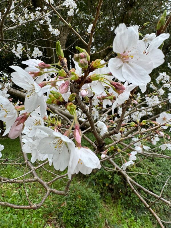 日本「奈良県1人旅」の写真：橿原神宮