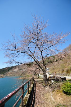 九頭竜ダムでは桜がまだ満開になっていなかった