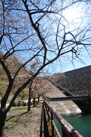 九頭竜ダムでは桜がまだ満開になっていなかった