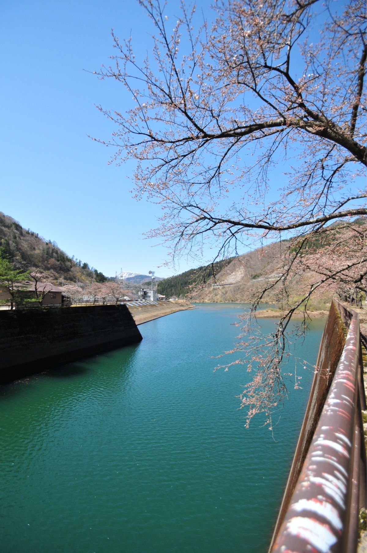 九頭竜ダムでは桜がまだ満開になっていなかった